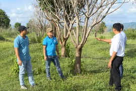 Những diện tích cao su chuyển đổi sang cây ăn quả kém hiệu quả của Công ty Cổ phần Hoàng Anh Gia Lai thuê đất trồng tại xã Pờ Tó, huyện Ia Pa, tỉnh Gia Lai. (Ảnh: Hoài Nam/TTXVN)