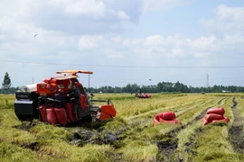 Nông dân xã Long Thạnh, huyện Giồng Riềng, tỉnh Kiên Giang, thu hoạch lúa Thu Đông. (Ảnh: Văn Sĩ/TTXVN)