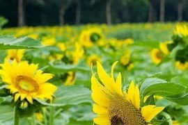 Ngắm cánh đồng hoa hướng dương rực rỡ ở Hưng Yên