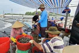 Nông dân xã Thạnh Hải, huyện Thạnh Phú, tỉnh Bến Tre thu hoạch tôm thẻ nuôi ứng dụng công nghệ cao. (Ảnh: Công Trí/TTXVN)