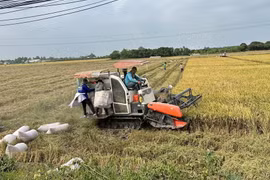  Nông dân An Giang khẩn trương thu hoạch lúa vụ Đông Xuân. (Ảnh: Thanh Sang/TTXVN)