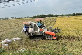  Nông dân An Giang khẩn trương thu hoạch lúa vụ Đông Xuân. (Ảnh: Thanh Sang/TTXVN)