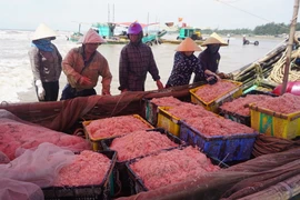 Thuyền về đầy ắp moi tươi. (Ảnh: Hoa Mai/TTXVN)