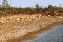 Người dân xã Xuân Hải, huyện Ninh Hải, tỉnh Ninh Thuận, di chuyển đàn cừu đến nơi còn nguồn thức ăn, nước uống để chăn thả do nắng nóng. (Ảnh: Nguyễn Thành/TTXVN)