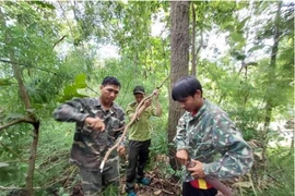 Tổ cộng đồng tuần tra bảo vệ rừng phối hợp với lực lượng kiểm lâm kiểm tra, tháo gỡ bẫy động vật tại Vườn Quốc gia Chư Yang Sin. (Ảnh: TTXVN phát)