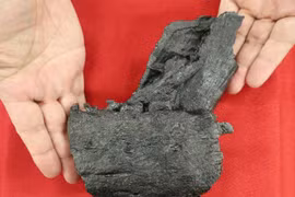 Hóa thạch xương hàm dưới của một loài khủng long tyrannosaurid được tìm thấy ở Amakusa, tỉnh Kumamoto, trong một lớp đất được hình thành vào Kỷ Phấn trắng muộn ở phía Tây Nam Nhật Bản. (Nguồn: Kyodo)