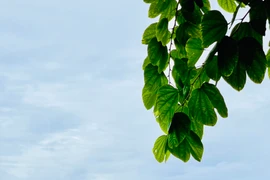 Hồ Gươm hay còn gọi là hồ Hoàn Kiếm là một trong những địa điểm thu hút khách du lịch trong và ngoài nước mỗi khi có dịp đến với Thủ đô Hà Nội.