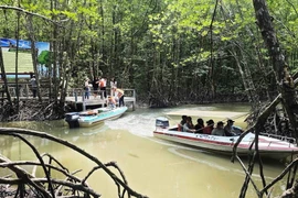 Du khách tham quan, trải nghiệm sản phẩm du lịch xuyên rừng tại Mũi Cà Mau. (Ảnh: Kim Há/TTXVN)