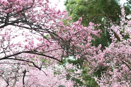 Hoa anh đào nở rộ, khoe sắc tại Australia 