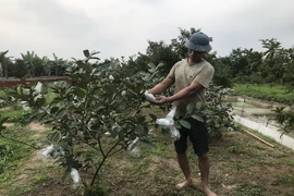 Anh Phạm Văn Trọng, xã Vĩnh Lập, kiểm tra ổi trồng của gia đình khi bị nước mặn xâm nhập. (Ảnh: Tiến Vĩnh/TTXVN)