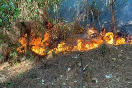 Quảng Bình: Chưa thể dập tắt cháy rừng bạch đàn