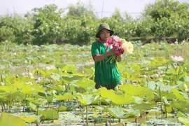 Mô hình sản xuất sen gắn với phát triển du lịch sinh thái theo chuỗi giá trị của Tổ hợp tác sen Lê Bo, xã Phương Thịnh, huyện Cao Lãnh, tỉnh Đồng Tháp. (Nguồn: báo Đồng Tháp)