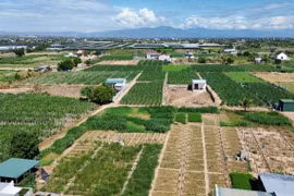 Mô hình trồng cây măng tây ở xã An Hải, huyện Ninh Phước, tỉnh Ninh Thuận, phủ xanh đất cát, cho hiệu quả kinh tế cao. (Ảnh: Nguyễn Thành/TTXVN)