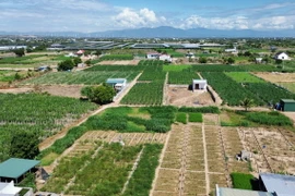 Mô hình trồng cây măng tây ở xã An Hải, huyện Ninh Phước, tỉnh Ninh Thuận, phủ xanh đất cát, cho hiệu quả kinh tế cao. (Ảnh: Nguyễn Thành/TTXVN)