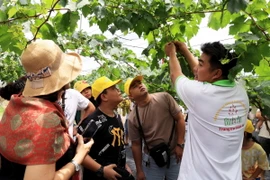 Khách du lịch tham quan mô hình du lịch nông nghiệp công nghệ cao trong Bình An Farm, xã Thuận Quý, huyện Hàm Thuận Nam, tỉnh Bình Thuận. (Ảnh: Hồng Đạt/TTXVN)