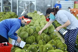 Công nhân dán tem sầu riêng để phục vụ cho công tác xuất khẩu. (Ảnh: Hoài Thu/TTXVN)