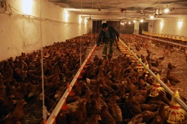 Một trang trại chăn nuôi gia cầm. (Ảnh: Vũ Sinh/TTXVN)