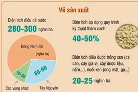 Mục tiêu đến năm 2030, sản lượng hạt điều đạt 0,36-0,4 triệu tấn