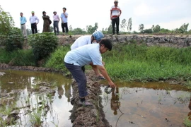 'Bí ẩn' nguồn nước mặn ảnh hưởng lúa của nông dân ở Hậu Giang