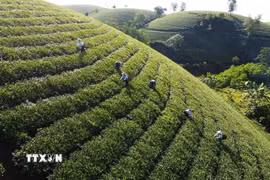 Đồi chè Phú Thọ. (Nguồn: TTXVN)