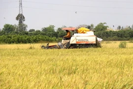 Đồng Tháp: Tạo vùng chuyên canh 161.000ha lúa chất lượng cao, phát thải thấp