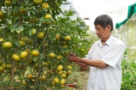 Ông Hà Thanh Hồng ở xã Vĩnh Thới, huyện Lai Vung, tỉnh Đồng Tháp, chăm sóc chậu quýt hồng để bán trong dịp Tết Nguyên đán 2024. (Ảnh: Nhựt An/TTXVN)