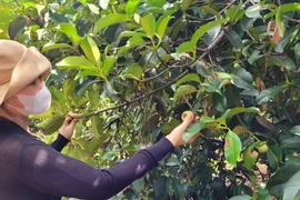 Vườn măng cụt. (Ảnh: Hoàng Nhị/TTXVN)