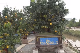 Một góc vườn bưởi của anh Đỗ Mạnh Hà (Ảnh: Lâm Phan/Vietnam+) 