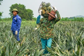 Ảnh minh hoạ (Ảnh: Lâm Phan/Vietnam+)