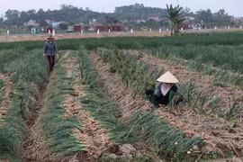 Ảnh minh hoạ (Ảnh: Mạnh Minh/TTXVN)