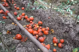 Một ruộng cà chua tại Mê Linh, Hà Nội (Ảnh: Lâm Phan/Vietnam+) 