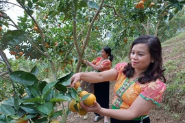 Mộc Châu thu hút du khách nhờ những vườn cam trái vụ chín mọng