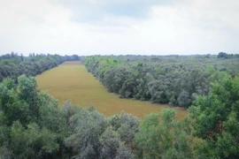 Quang cảnh Khu Bảo tồn Sinh thái Đồng Tháp Mười. (Ảnh: Nam Thái/TTXVN)