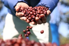 Giá càphê đã được duy trì trên mức trên 90.000 đồng/kg hơn 1 tuần nay. (Ảnh: Tuấn Anh/TTXVN)