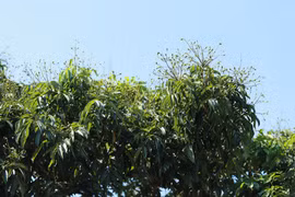Vải thiều Bắc Giang năm nay được đánh giá là có chất lượng cao nhất so với các năm trước. (Ảnh: Lâm Phan)
