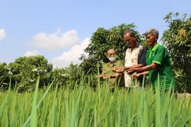 Các địa phương chỉ đạo người dân không tiếp tục gieo trồng giống lúa "Thiên Đàng" (Ảnh: Chương Đài/TTXVN)