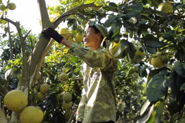 Ông Trần Én chăm sóc "vườn bưởi tiền tỉ" của mình. (Ảnh: Lâm Phan/vietnam+)