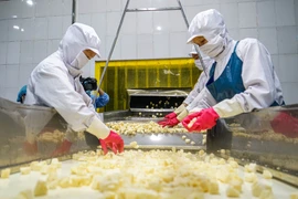 Cận cảnh quy trình chế biến dứa xuất khẩu tại nông trường Đồng Giao
