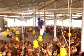 Chăn nuôi gà tập trung. (Ảnh: Vũ Sinh/TTXVN) 