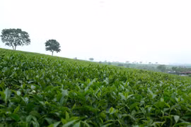 Những đồi chè xanh mướt là một trong những đặc trưng của huyện miền núi Mộc Châu. 