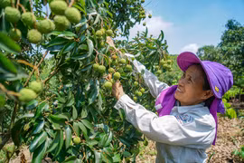 Chị Trần Thị Hương, xã Nam Dương, huyện Lục Ngạn 