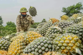 Không khí rộn ràng mùa thu hoạch trên nông trường dứa Đồng Giao