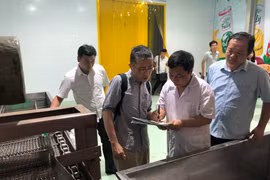 Chuyên gia Nhật Bản kiểm tra các thiết bị trước khi đưa vải vào xử lý. (Ảnh: Lâm Phan/Vietnam+)