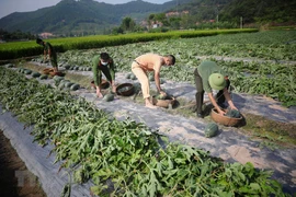 Đoàn viên thanh niên công an huyện Yên Dũng (Bắc Giang) giúp bà con thu hoạch dưa hấu tại thông Vườn Tùng, xã Tiền Phong. (Ảnh: Danh Lam/TTXVN)