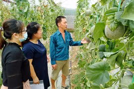 Mô hình kinh tế trồng dưa lưới của anh Nguyễn Trọng Hiền. (Ảnh: Vietnam+)
