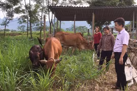 Chị Nguyễn Thị Ly ở thị trấn Chi Nê, huyện Lạc Thủy vay vốn đầu tư nuôi bò. (Ảnh: Vietnam+)