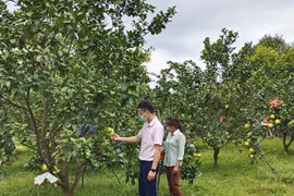Được hỗ trợ vay vốn, người dân Hương Khê tập trung phát triển kinh tế. (Ảnh: Vietnam+)