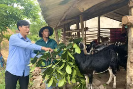 Anh Hồ Minh ở bản Lâm Ninh, xã Trường Xuân, huyện Quảng Ninh vay vốn ưu đãi phát triển chăn nuôi dê. (Ảnh: Vietnam+)