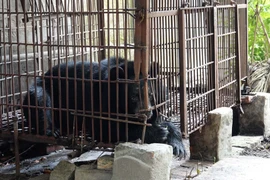 Gấu ngựa cái được đặt tên là Apollo là cá thể gấu nuôi nhốt cuối cùng của tỉnh Hải Dương. (Ảnh: PV/Vietnam+)