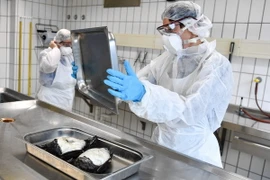 Hai con vịt bị chết do nhiễm virus H5N8 ở Aulendorf, Đức ngày 10/11 vừa qua. (Ảnh: EPA/TTXVN)